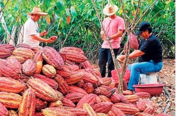 Fresh Cacao Pods