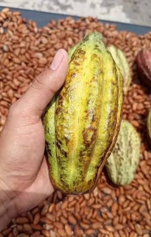Cacao Fruit Pulp