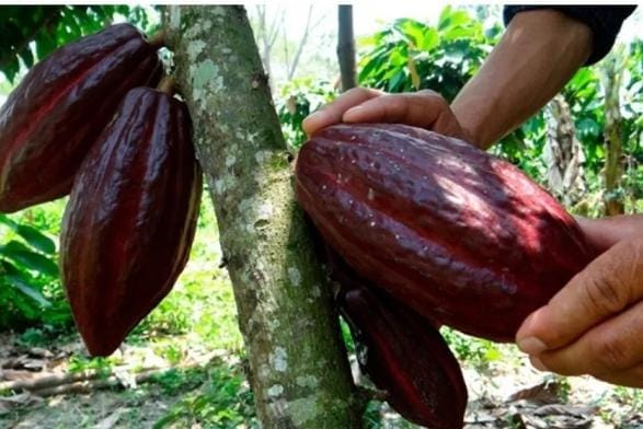 Raw Cacao Nibs