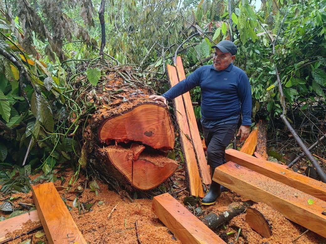 Honduran Mahogany