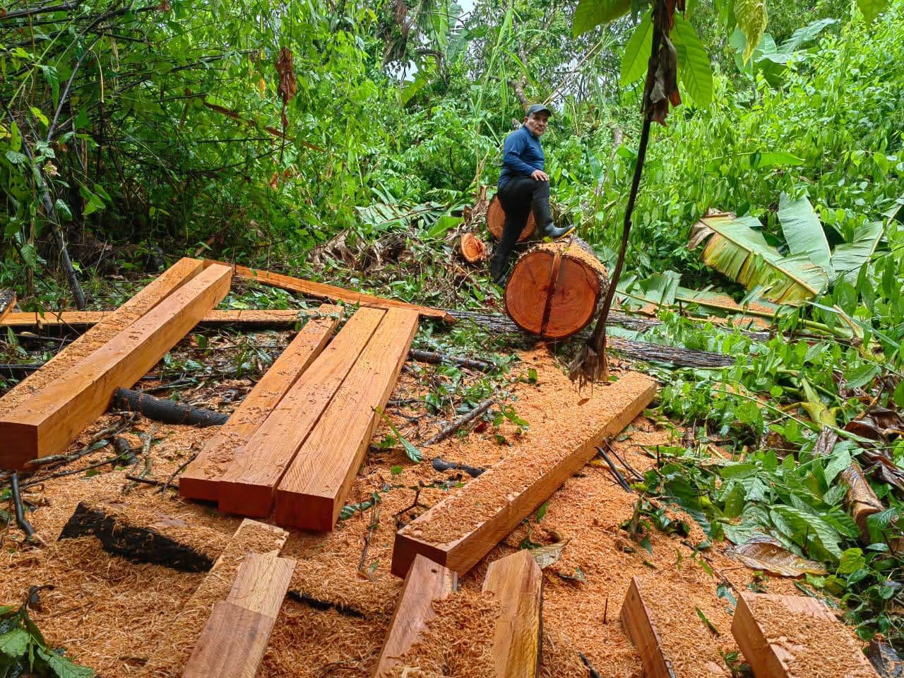 Pine Timber Planks