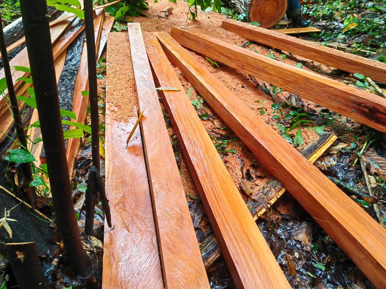 Cedar Wood Panels